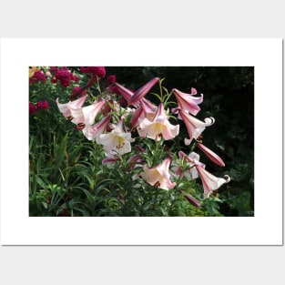 lilies in summer Posters and Art